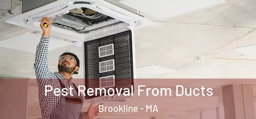 Pest Removal From Ducts Brookline - MA
